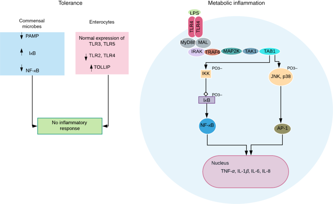 Microbial dysbiosis-induced obesity: role of gut microbiota in ...