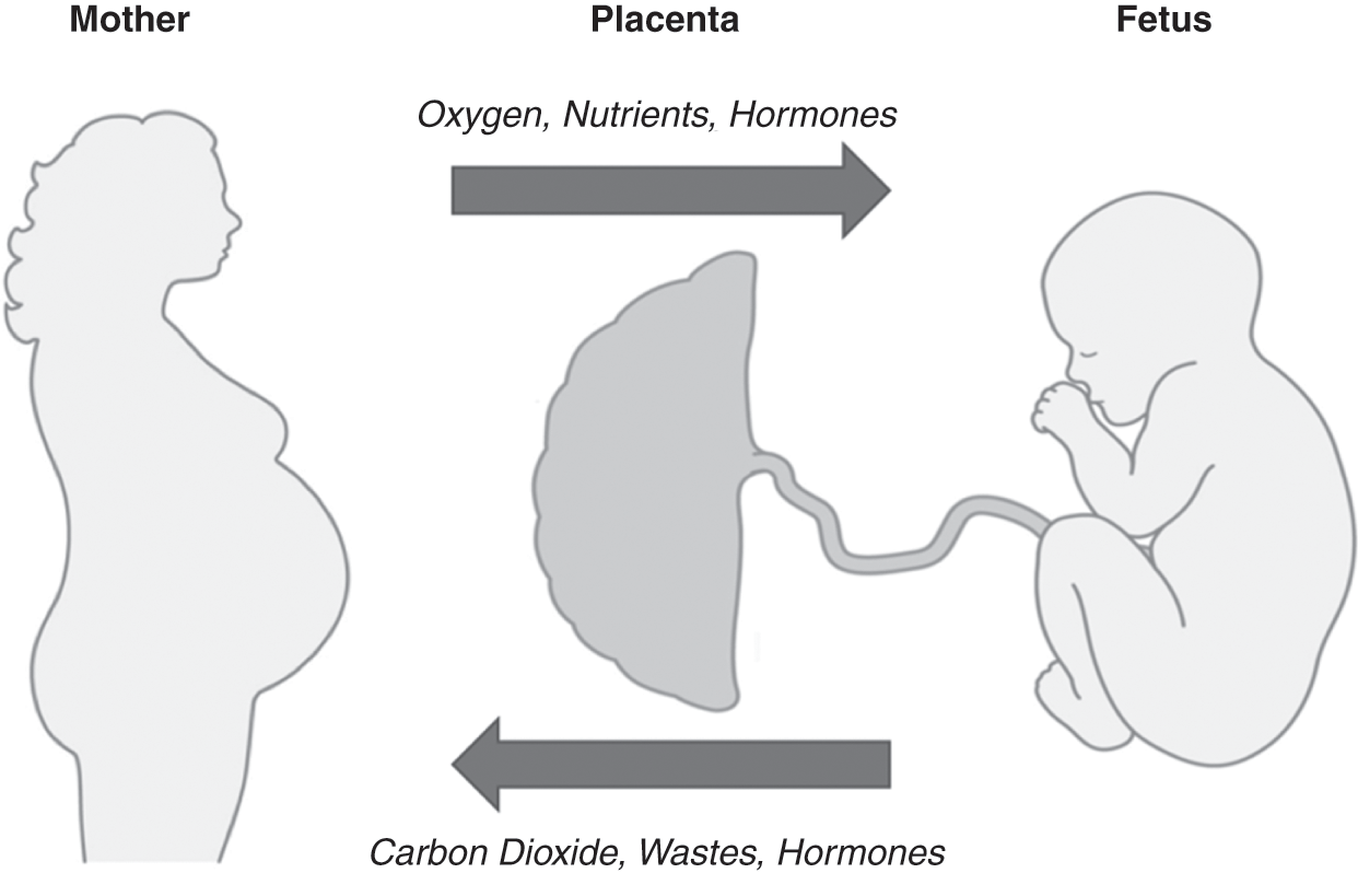 Gas Exchange across the Placenta (Chapter 5) - Respiratory Disease in  Pregnancy