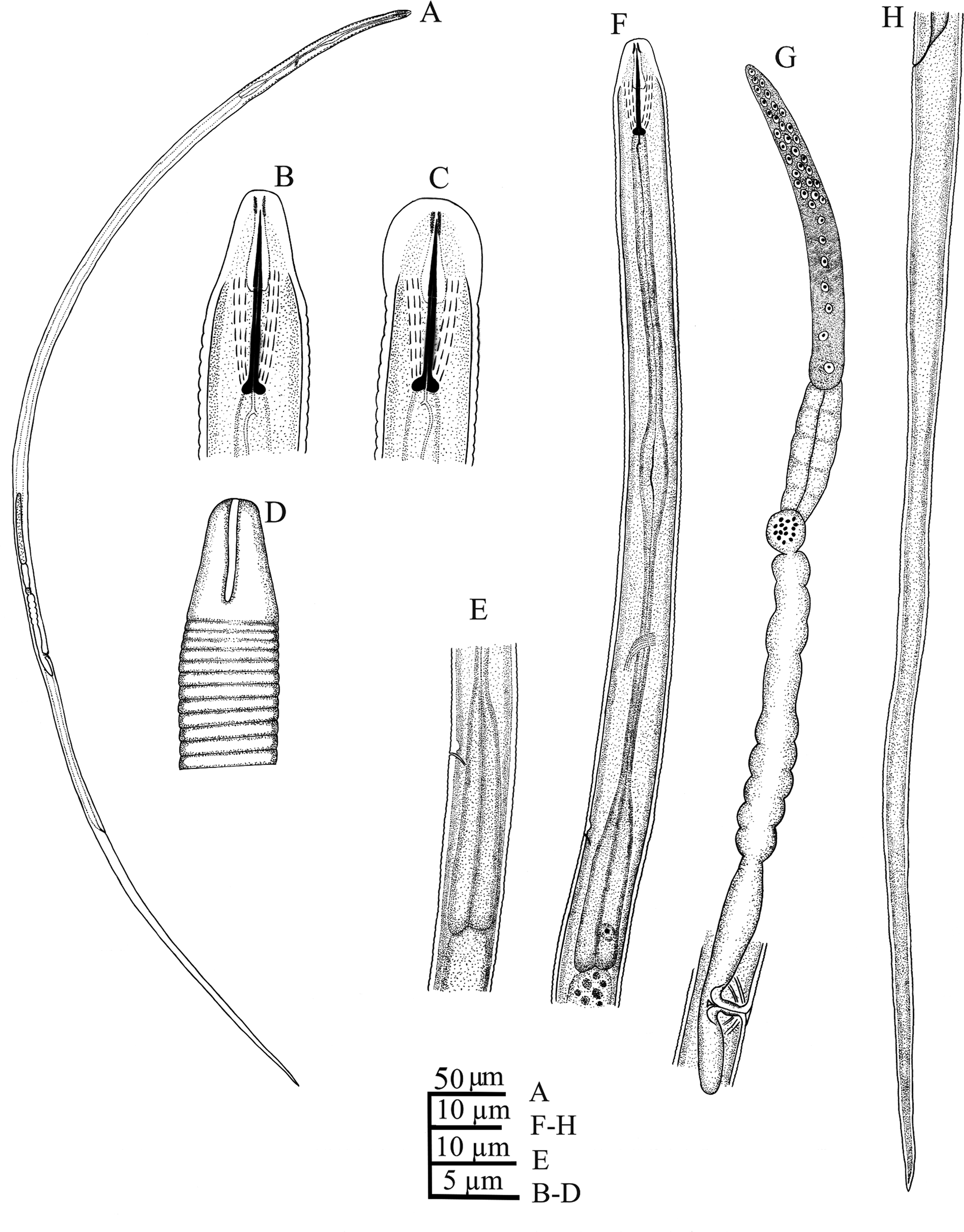Platyhelminthes, fonálférgek és annelida