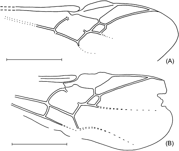 The Wasps Bees And Ants Insecta Vespida Hymenoptera From The Insect Limestone Late Eocene Of The Isle Of Wight Uk Earth And Environmental Science Transactions Of The Royal Society Of Edinburgh