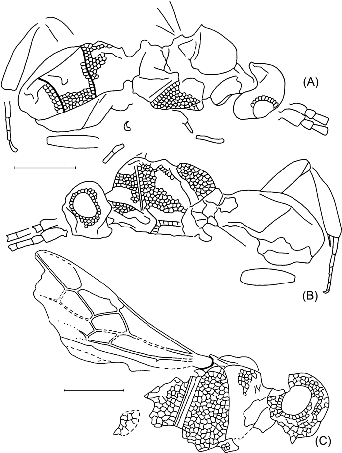 The Wasps Bees And Ants Insecta Vespida Hymenoptera From The Insect Limestone Late Eocene Of The Isle Of Wight Uk Earth And Environmental Science Transactions Of The Royal Society Of Edinburgh