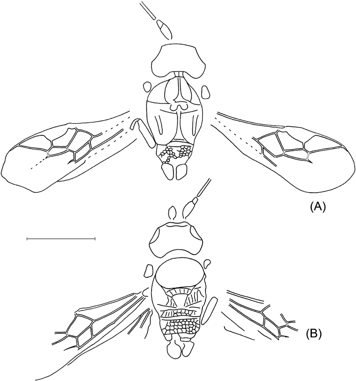 The Wasps Bees And Ants Insecta Vespida Hymenoptera From The Insect Limestone Late Eocene Of The Isle Of Wight Uk Earth And Environmental Science Transactions Of The Royal Society Of Edinburgh