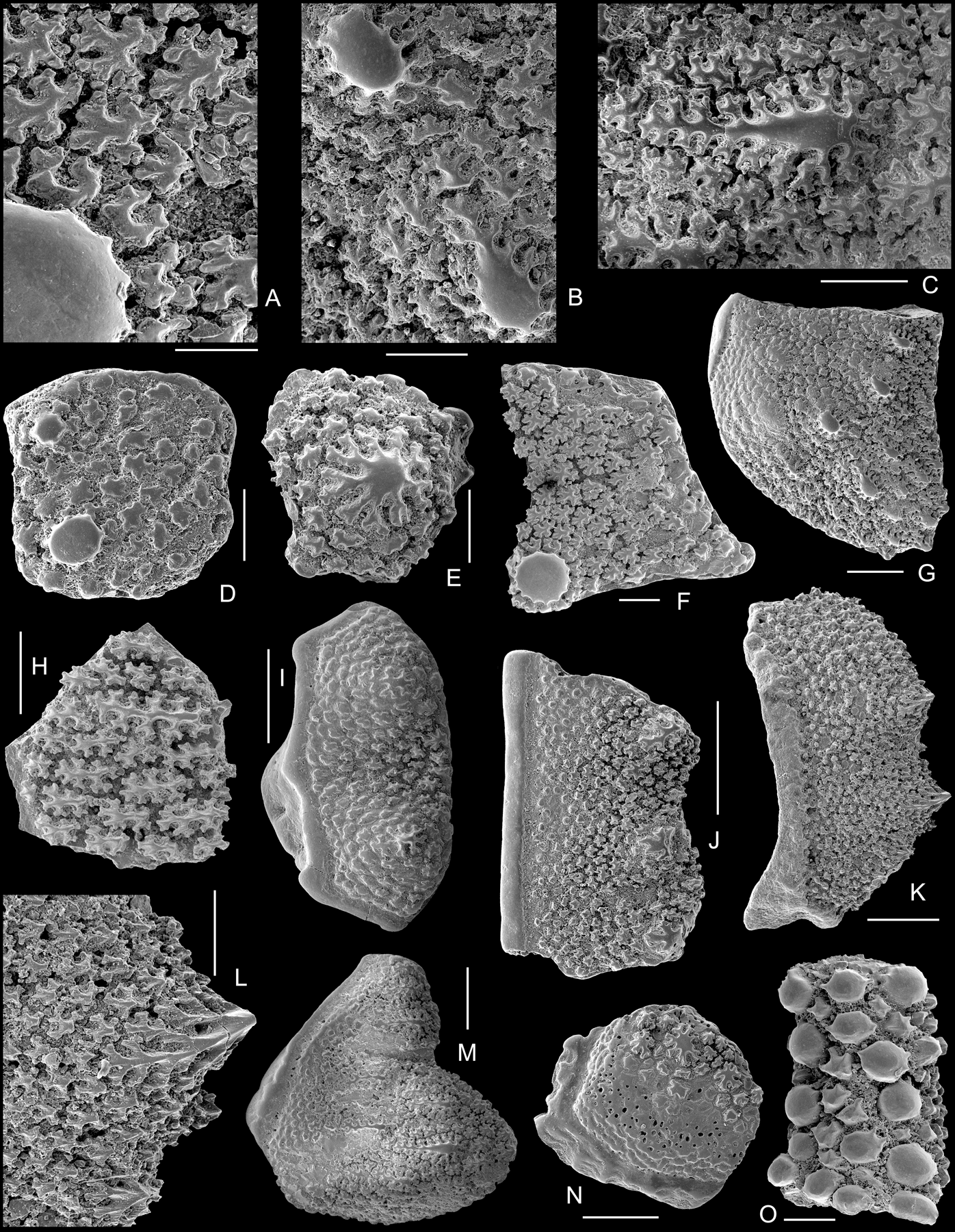 Biodiversity of the Silurian osteostracans of the East Baltic, Earth and  Environmental Science Transactions of The Royal Society of Edinburgh