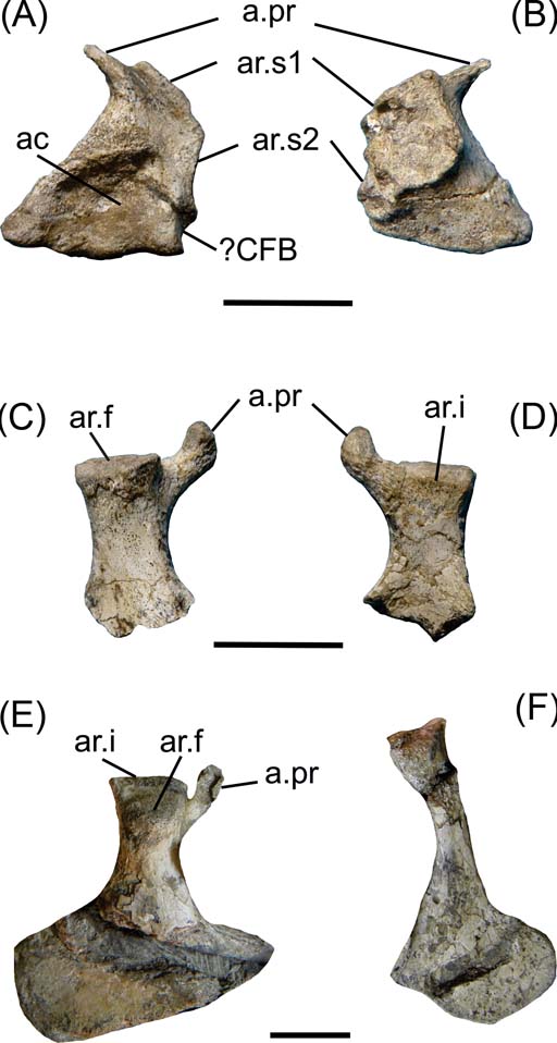 Pelvic girdle and hind limb of Caiman latirostris showing