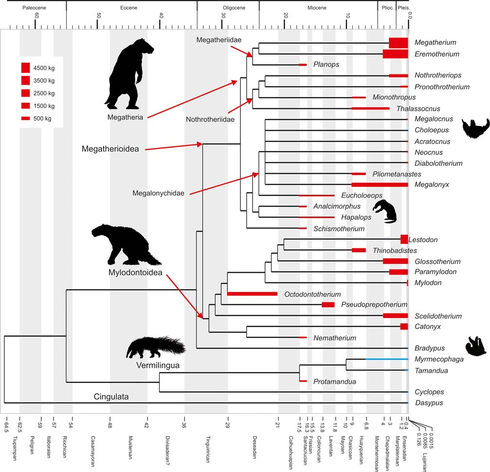 Evolution of body size in anteaters and sloths (Xenarthra, Pilosa):  phylogeny, metabolism, diet and substrate preferences | Earth and  Environmental Science Transactions of The Royal Society of Edinburgh |  Cambridge Core