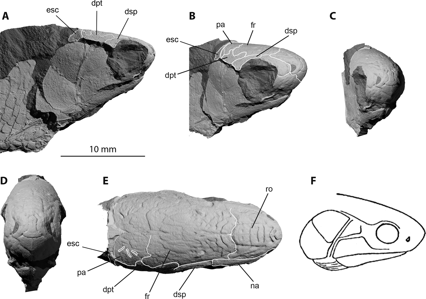 ‘This strange little palaeoniscid': a new early actinopterygian genus ...