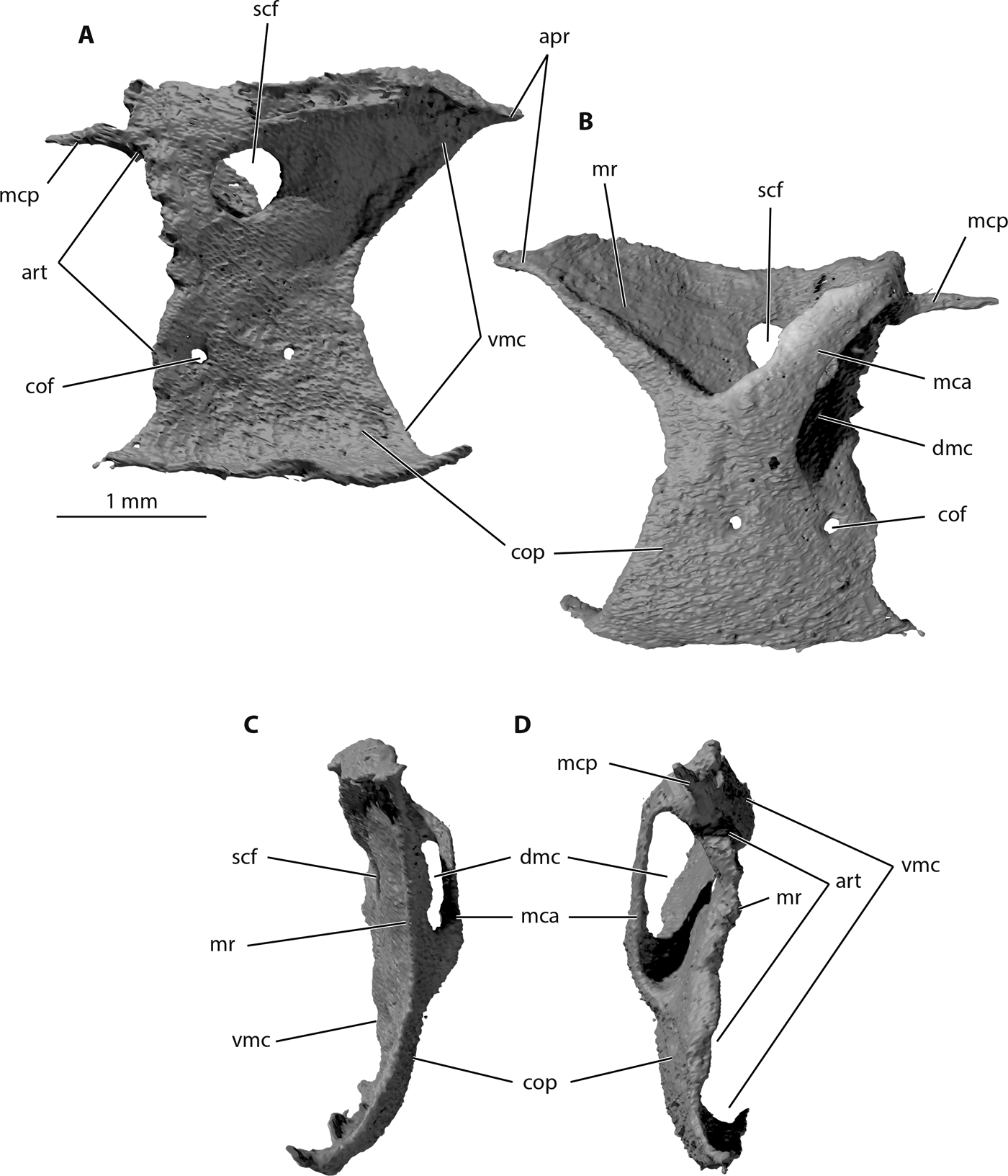 Digital restoration of the pectoral girdles of two Early
