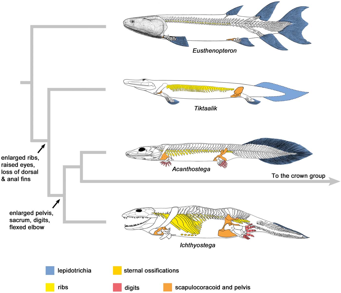 When two ecosystems collided, ichthyosaurs re-evolved the ability