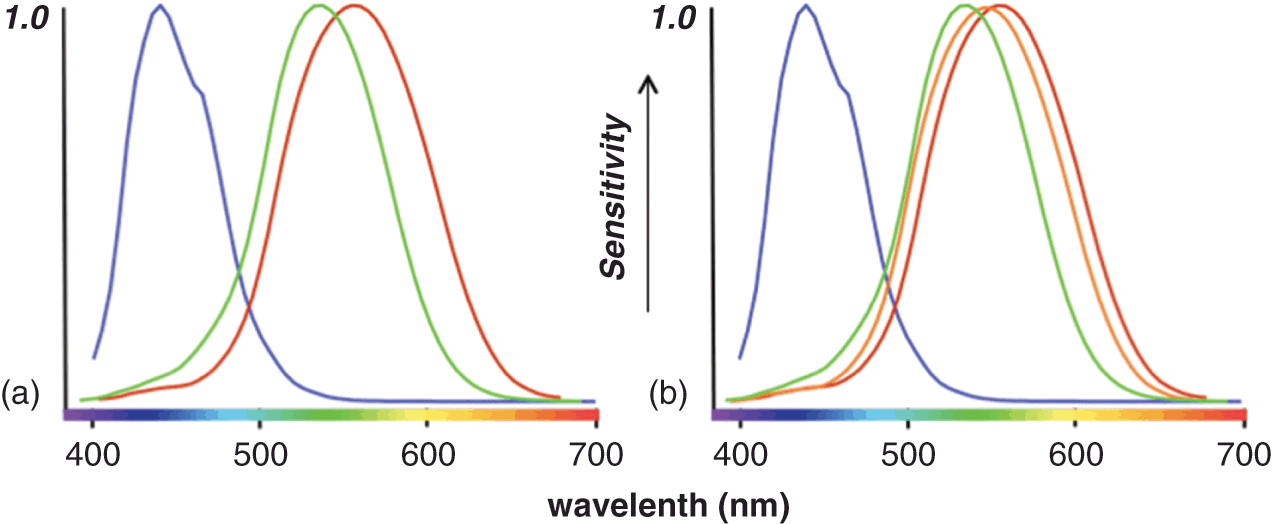 Human Color Vision And Tetrachromacy