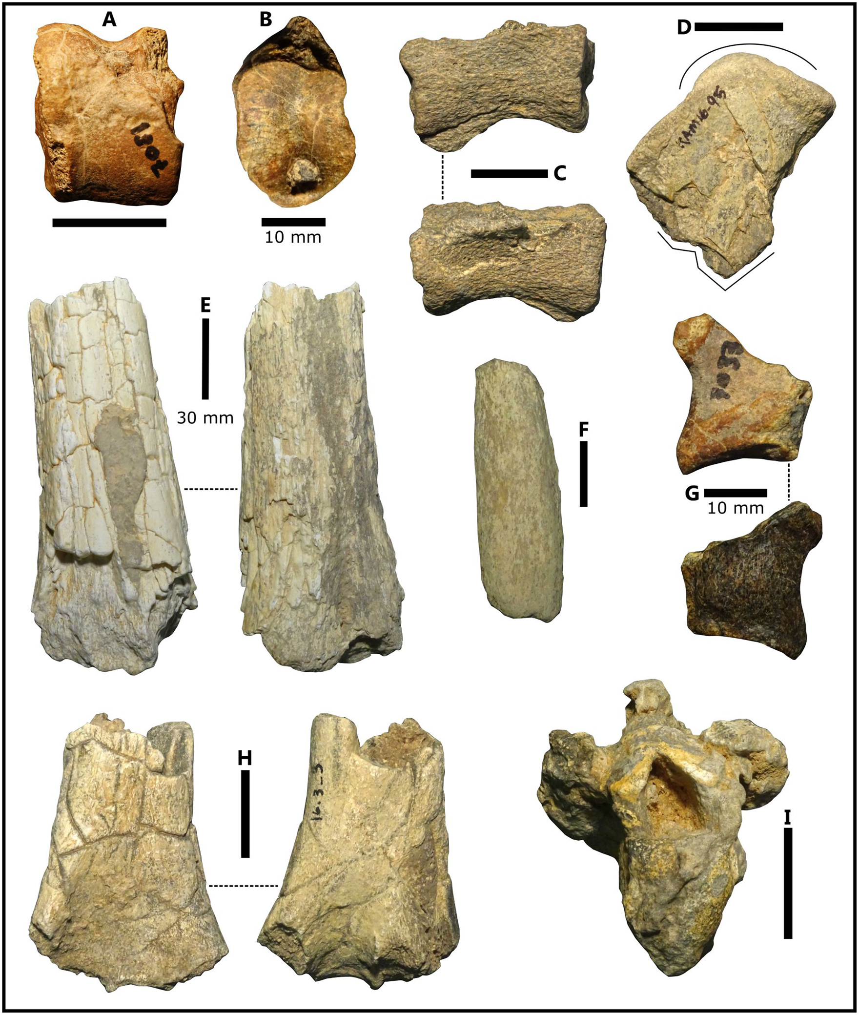 A taxonomic and taphonomic study of Pleistocene fossil deposits from the  western Nefud Desert, Saudi Arabia | Quaternary Research | Cambridge Core