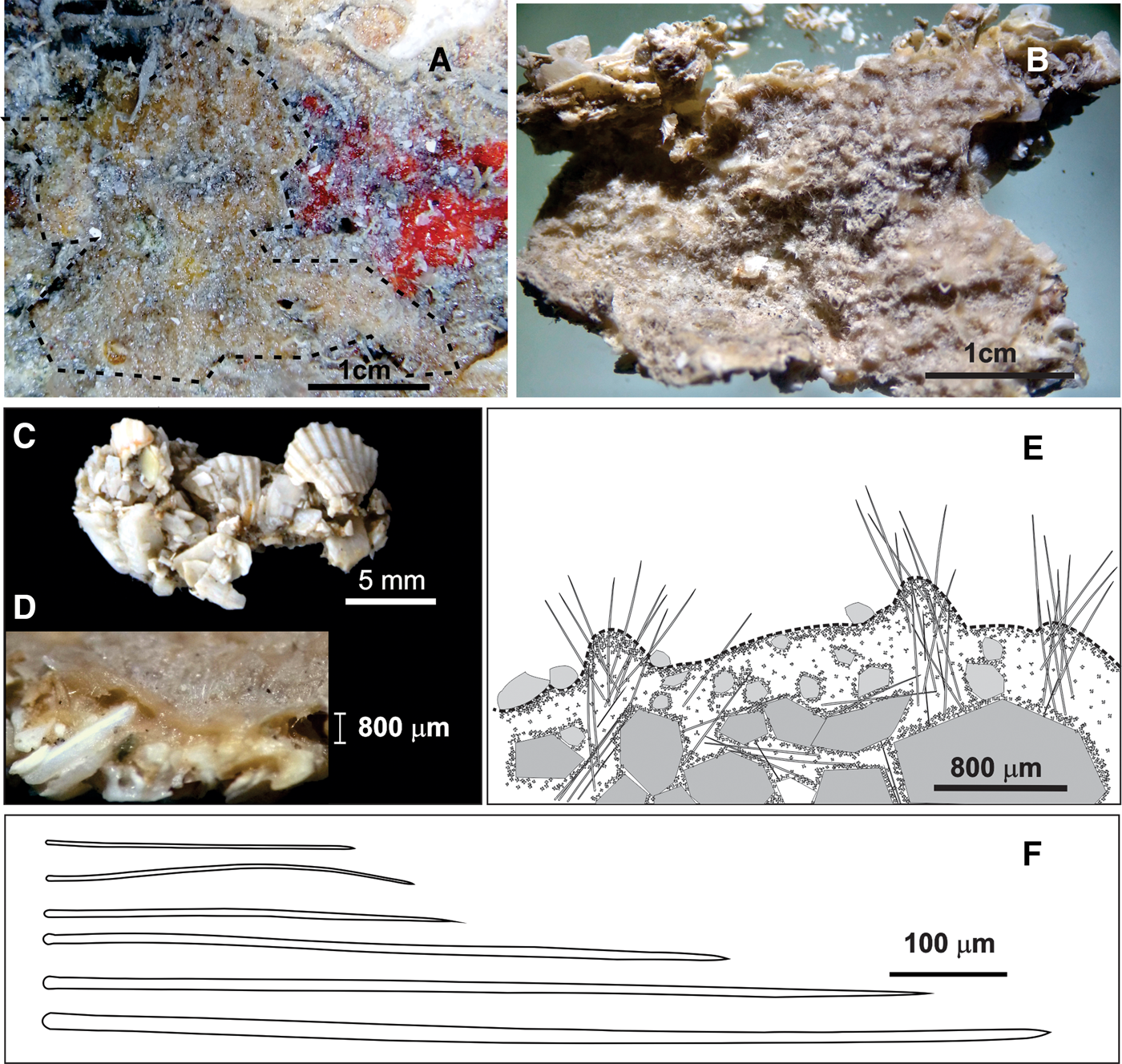 Morphological and molecular taxonomy of Timea (Porifera: Timeidae) from the  Gulf of Mexico with the description of a new species and re-description of  T. hechteli | Journal of the Marine Biological Association