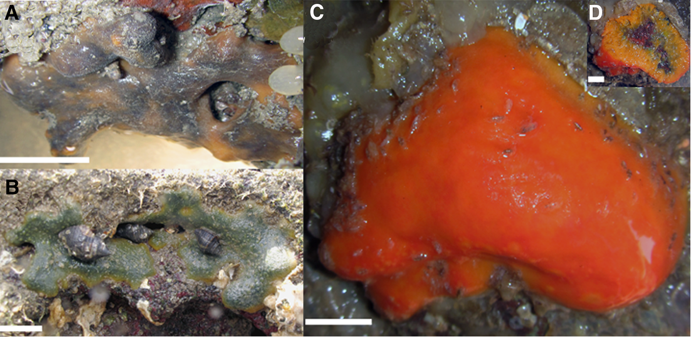 description of Suberites domuncula - Hermit crab sponge