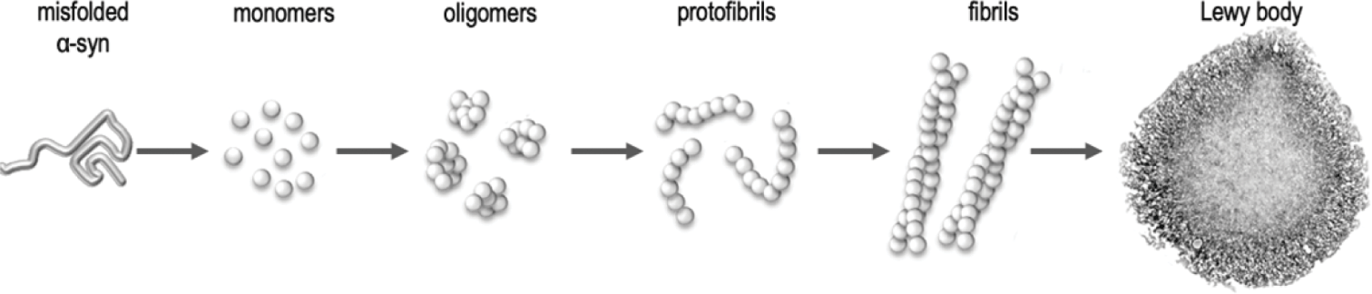 Protein Paradox (Chapter 5) - Brain Fables