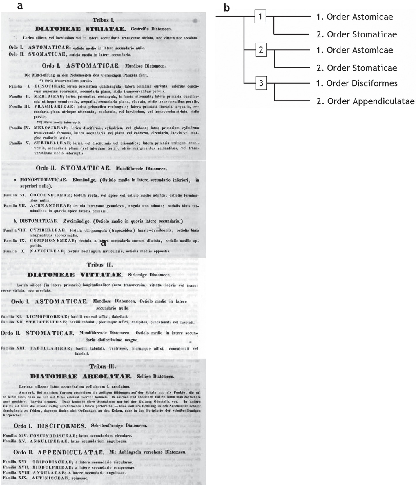 Systematics Exposing Myths Part Ii Cladistics