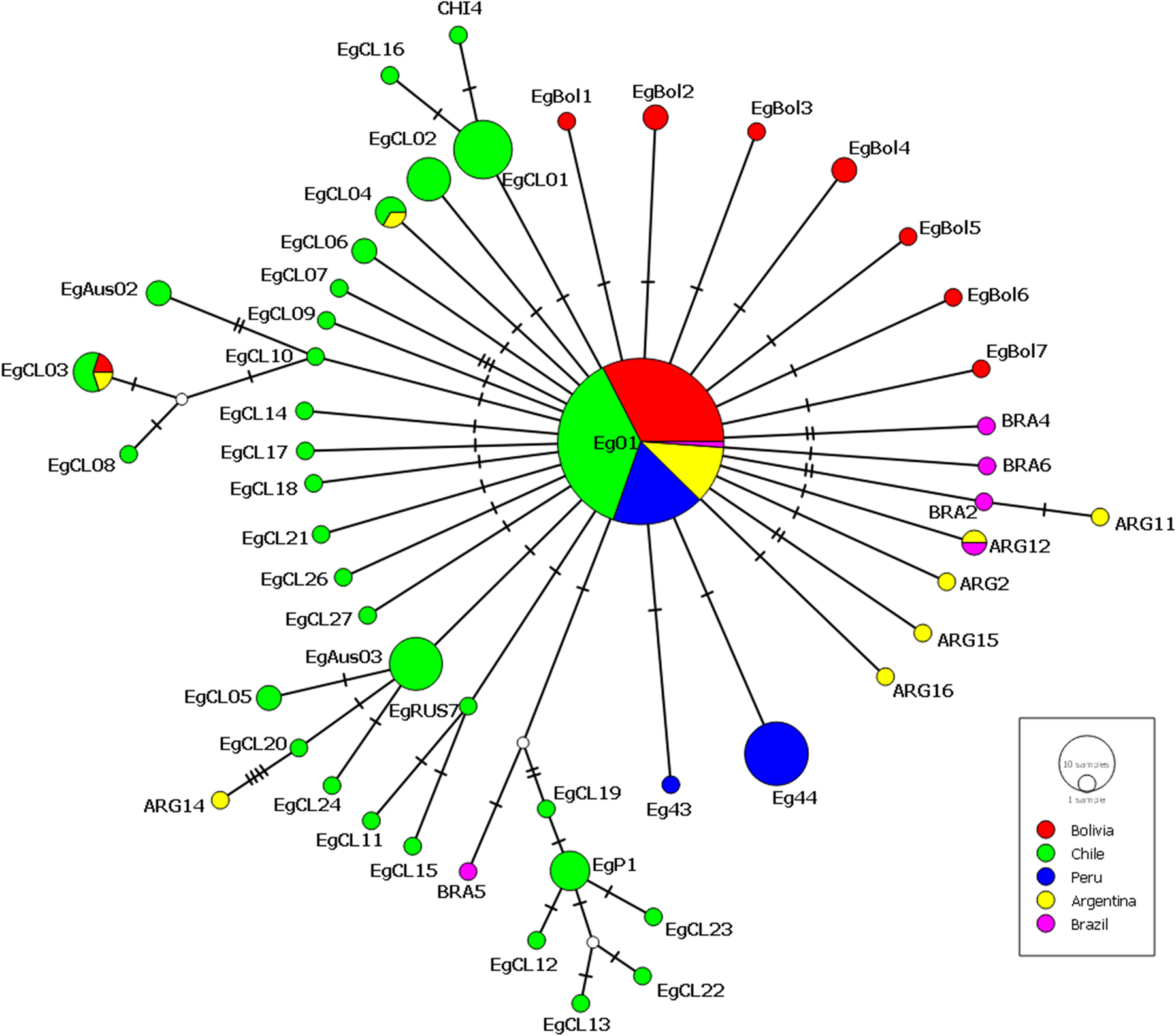 Echinococcus Granulosus Sensu Stricto Echinococcus Ortleppi And E Intermedius G7 Are Present In Bolivia Parasitology Cambridge Core