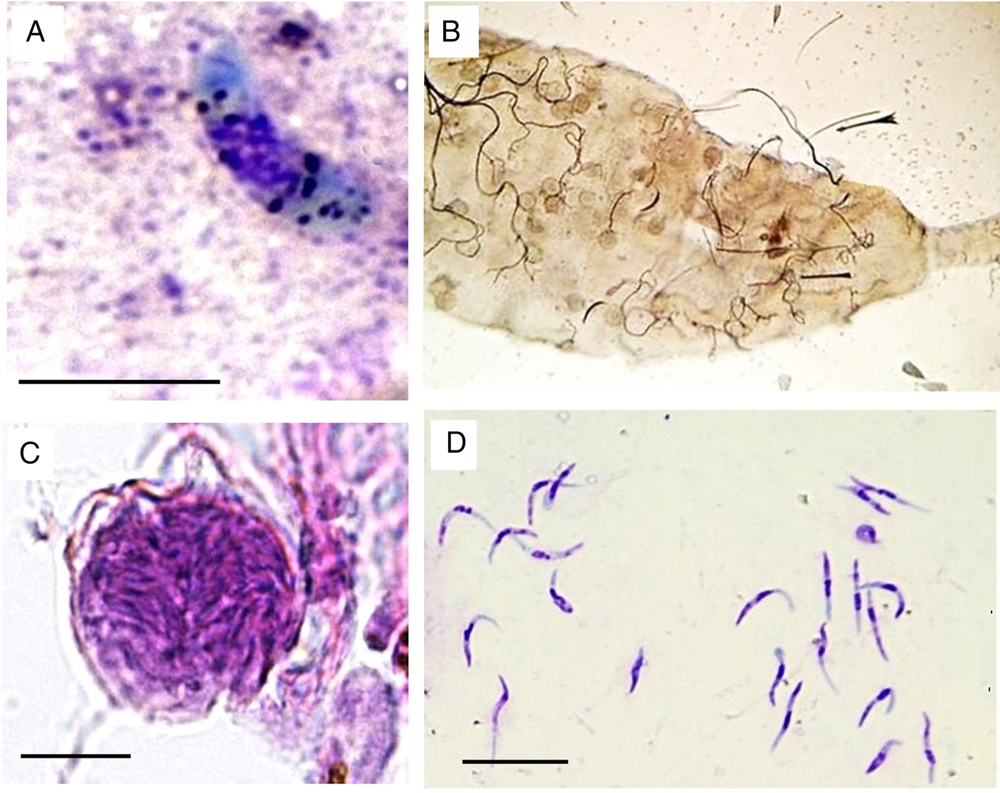 Morphological and molecular characterization of Plasmodium cathemerium  (lineage PADOM02) from the sparrow Passer domesticus with complete  sporogony in Culex pipiens complex | Parasitology | Cambridge Core