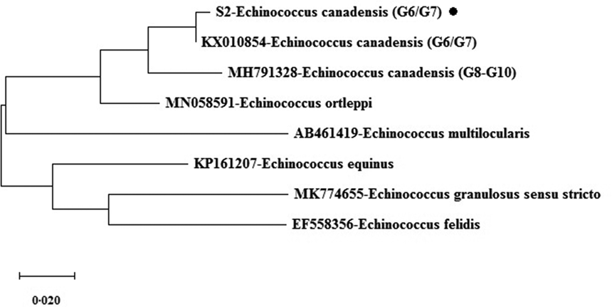 Molecular Survey On Cattle And Sheep Hydatidosis And First Detection Of Echinococcus Canadensis G6 G7 In Sheep In Turkey Parasitology Cambridge Core