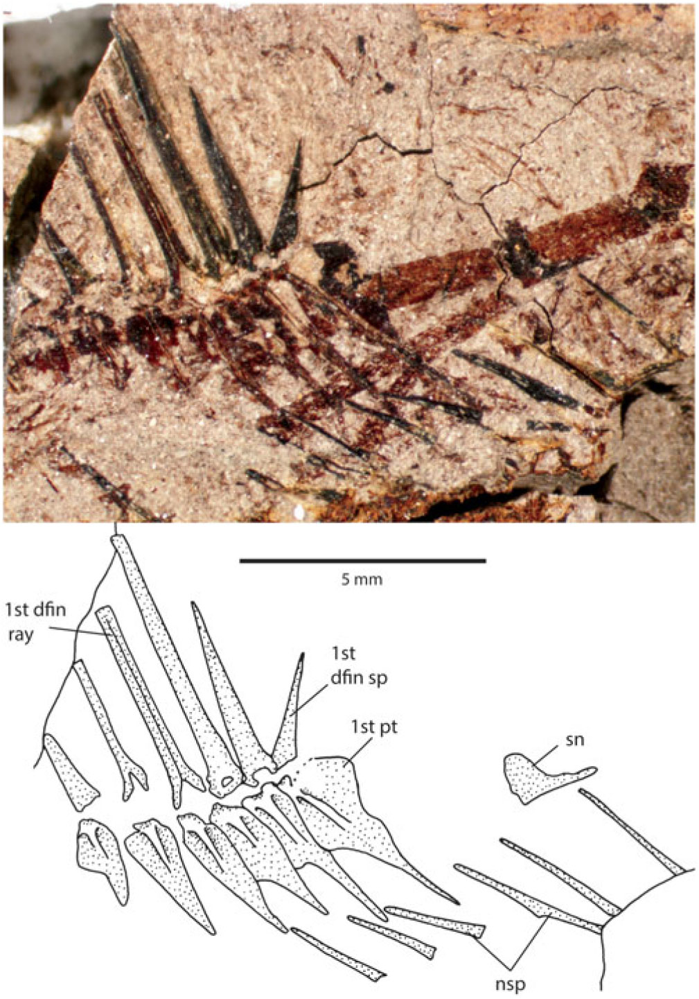 Earliest North American articulated freshwater acanthomorph fish