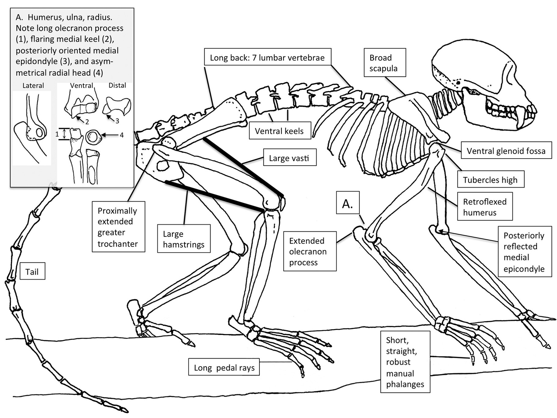 7 Reconstructed pelvic girdle and hindlimbs in bonobo and human. They