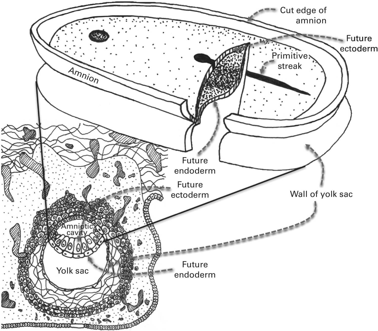 PPT - Formation of The Bilaminar Embryonic Disc THE SECOND WEEK PowerPoint  Presentation - ID:2066860, image size:1476x1291