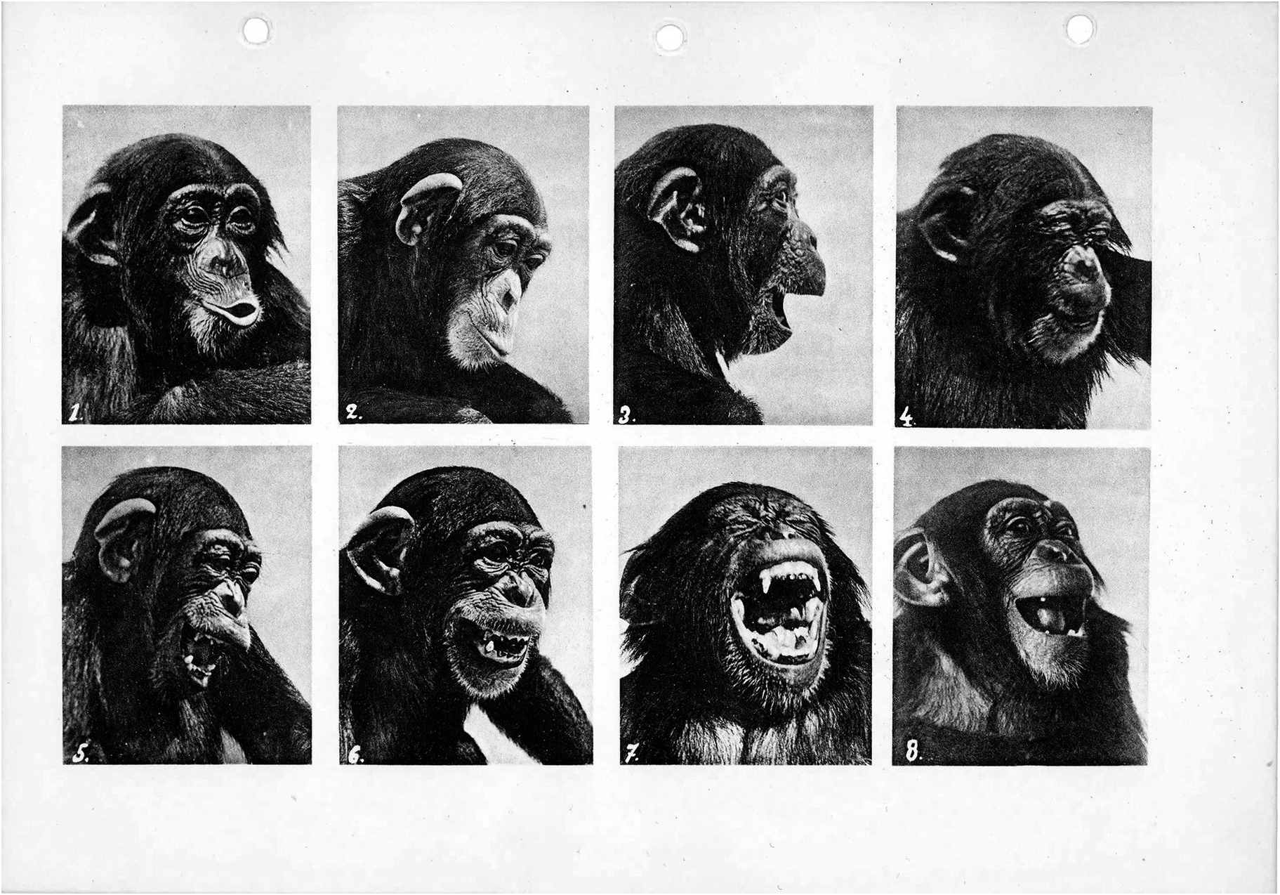 Чарльз Дарвин выражение эмоций у человека и животных