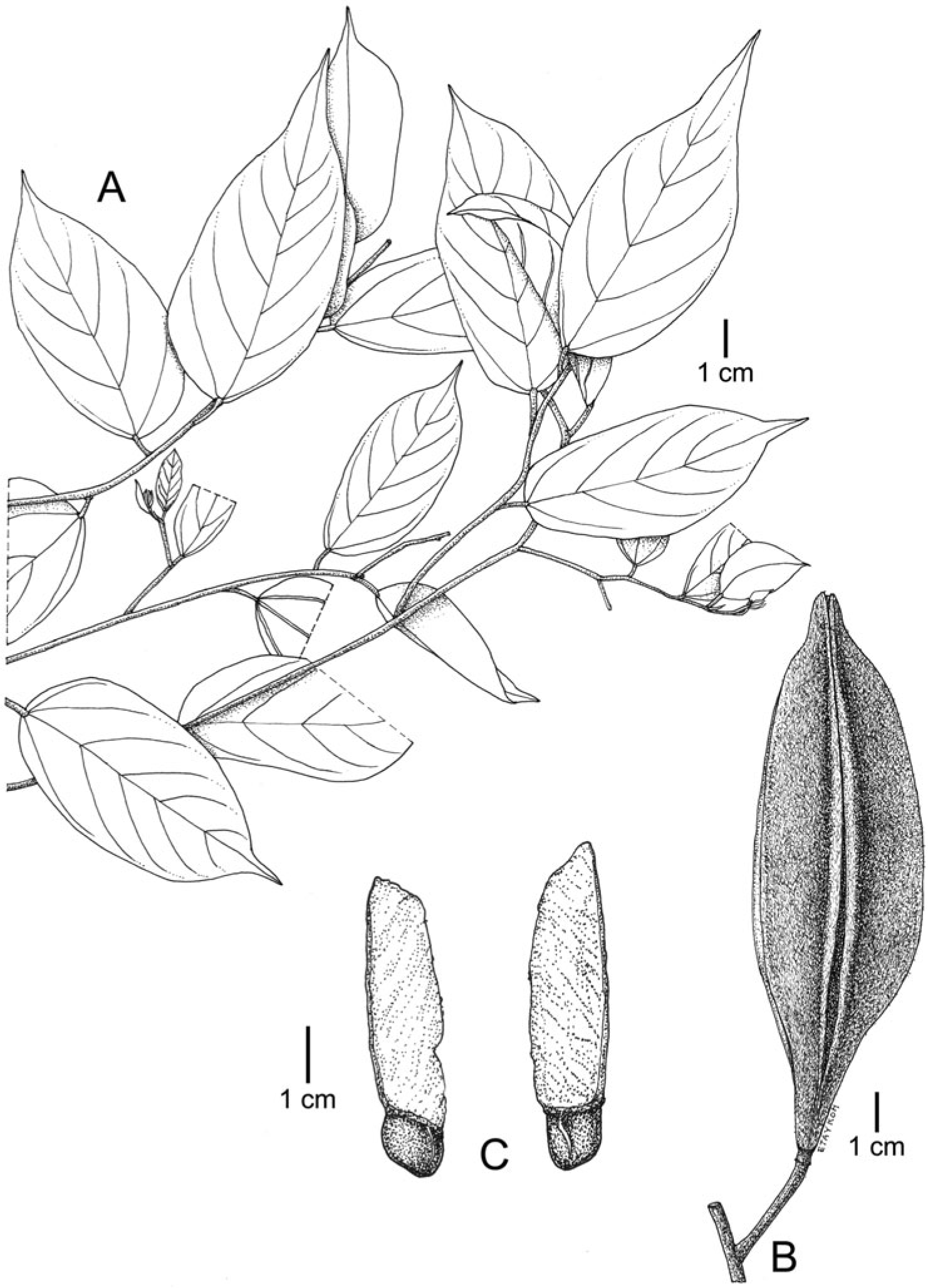 A REVISION OF PTEROSPERMUM (MALVACEAE: DOMBEYOIDEAE) IN MALESIA 