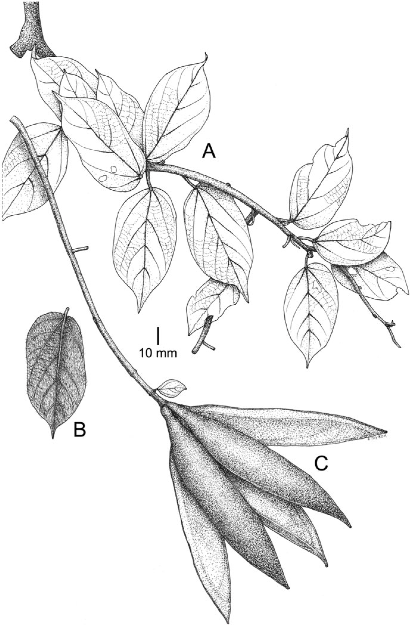 A REVISION OF PTEROSPERMUM (MALVACEAE: DOMBEYOIDEAE) IN MALESIA 