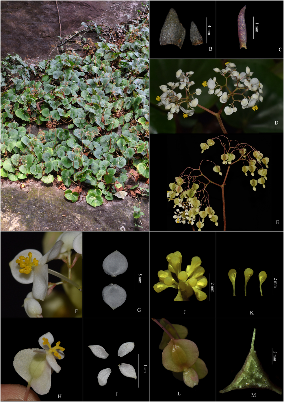 A NEW SECTION (BEGONIA SECT. FLOCCIFERAE SECT. NOV.) AND TWO NEW SPECIES IN  BEGONIACEAE FROM THE WESTERN GHATS OF INDIA | Edinburgh Journal of Botany |  Cambridge Core