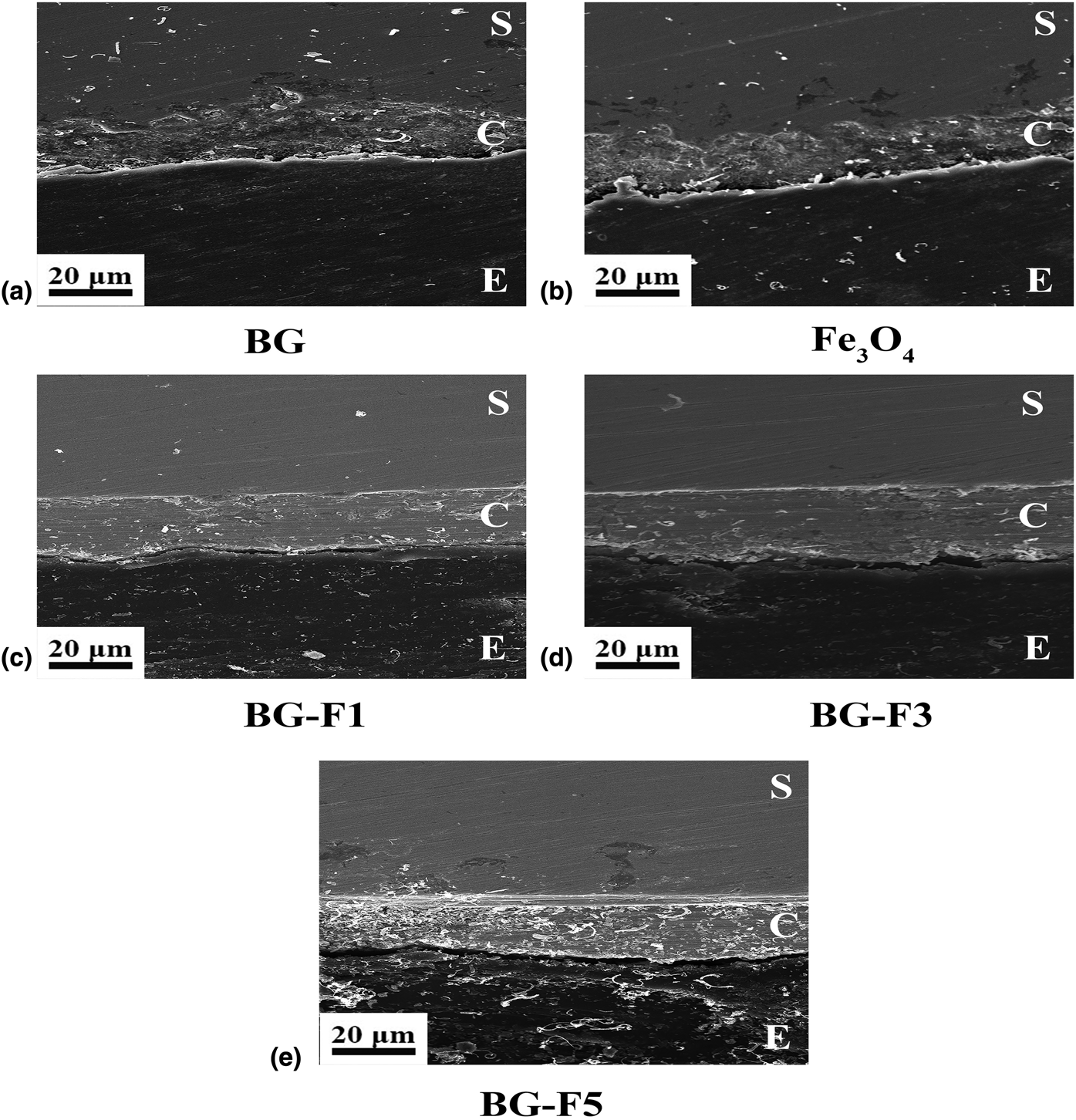 Analysis Of In Vitro Corrosion Behavior And Hemocompatibility Of Electrophoretically Deposited Bioglass Chitosan Iron Oxide Coating For Biomedical Applications Journal Of Materials Research Cambridge Core