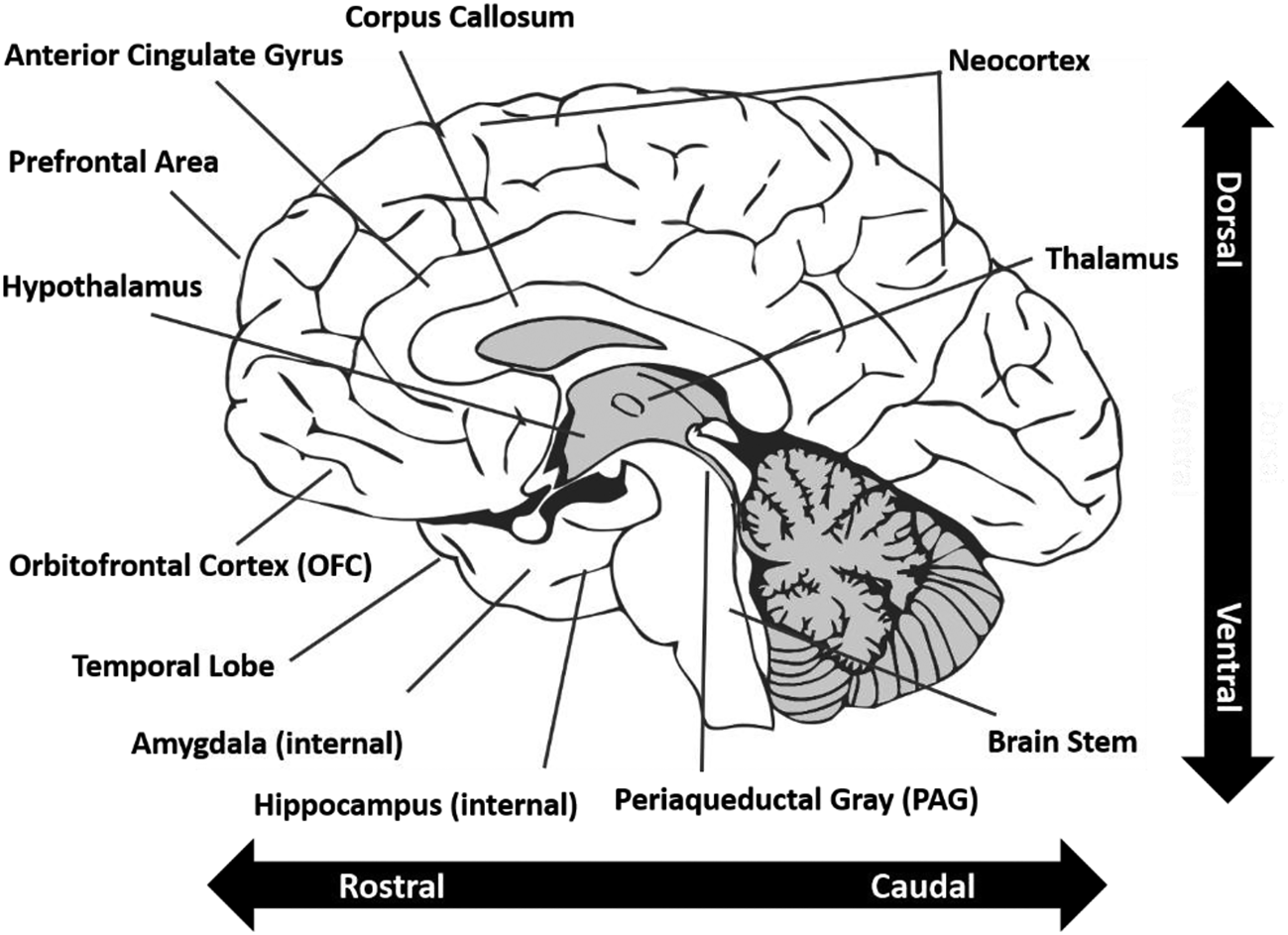 Affective neuroscience, emotional regulation, and international ...