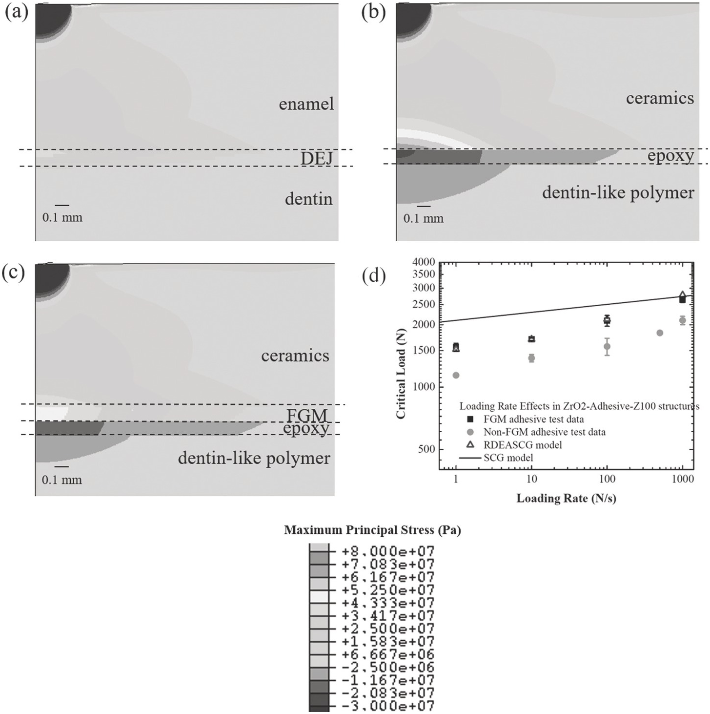 Bioinspired and Biomimetic Design of Multilayered and Bioinspired and Biomimetic Design of Multilayered and
