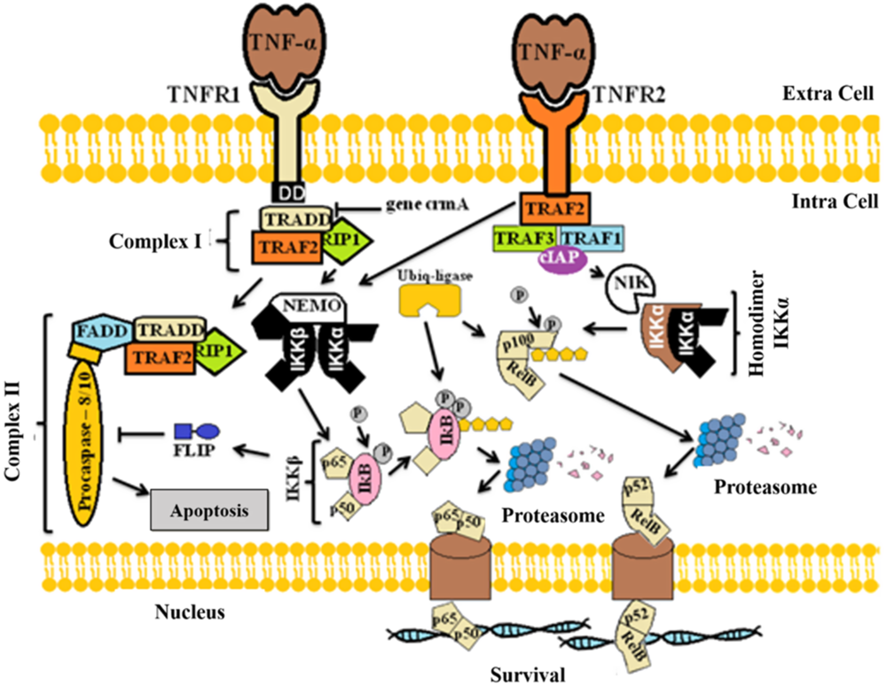 Interleukin 1β And Tnf α Systems In Ovarian Follicles And Their Roles