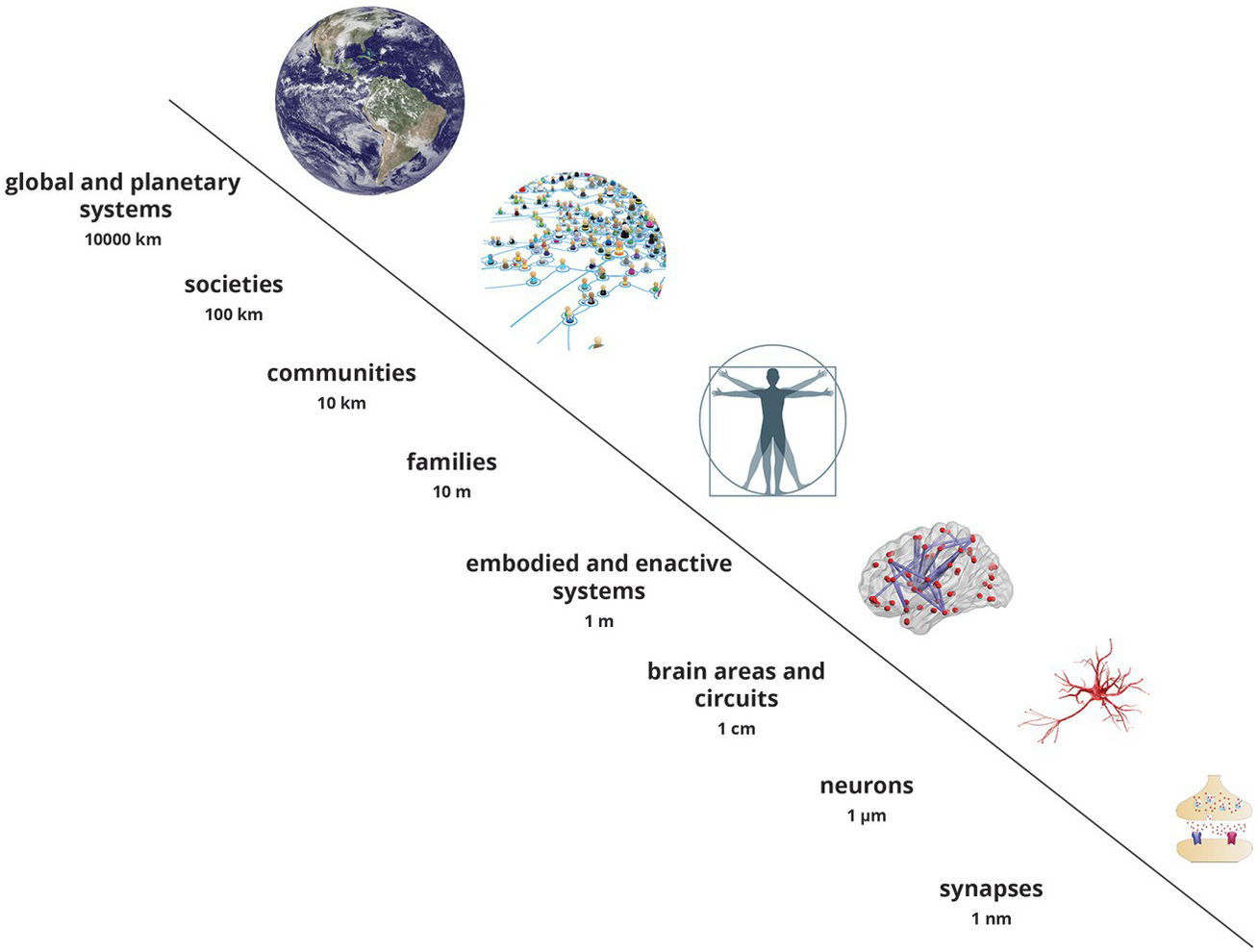 The Cultural Science of Consumption: Brains, Networks, and Identities