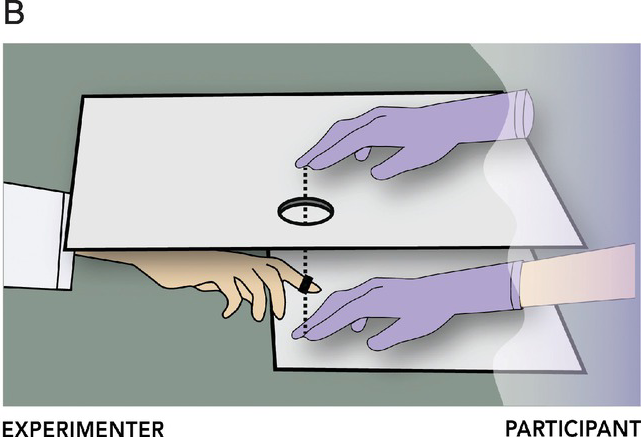 The active rubber hand illusion. The participant's index finger and