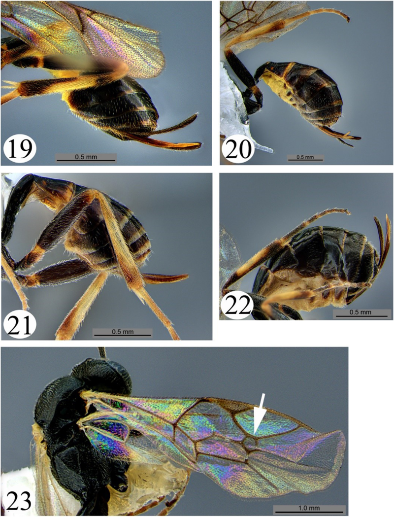 Alfalfa Weevil Control Options in New Mexico  New Mexico State University  - BE BOLD. Shape the Future.