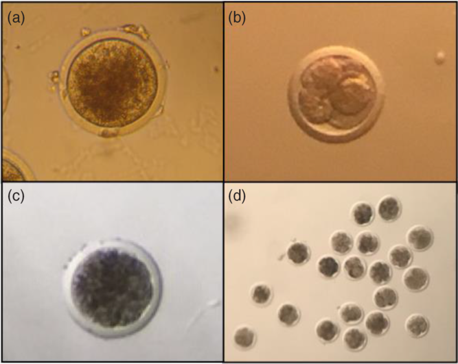 Housekeeping genes for RTqPCR in ovine preimplantation embryos