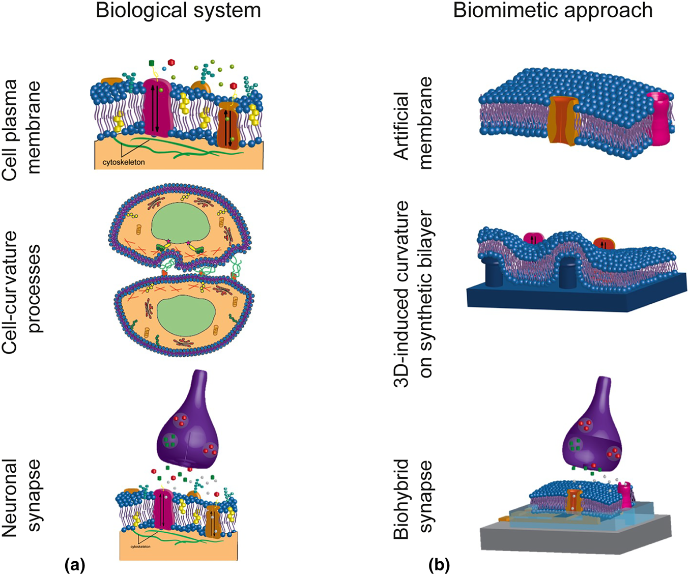 Biological, Bio-Derived, and Biomimetic Receptors in Mass