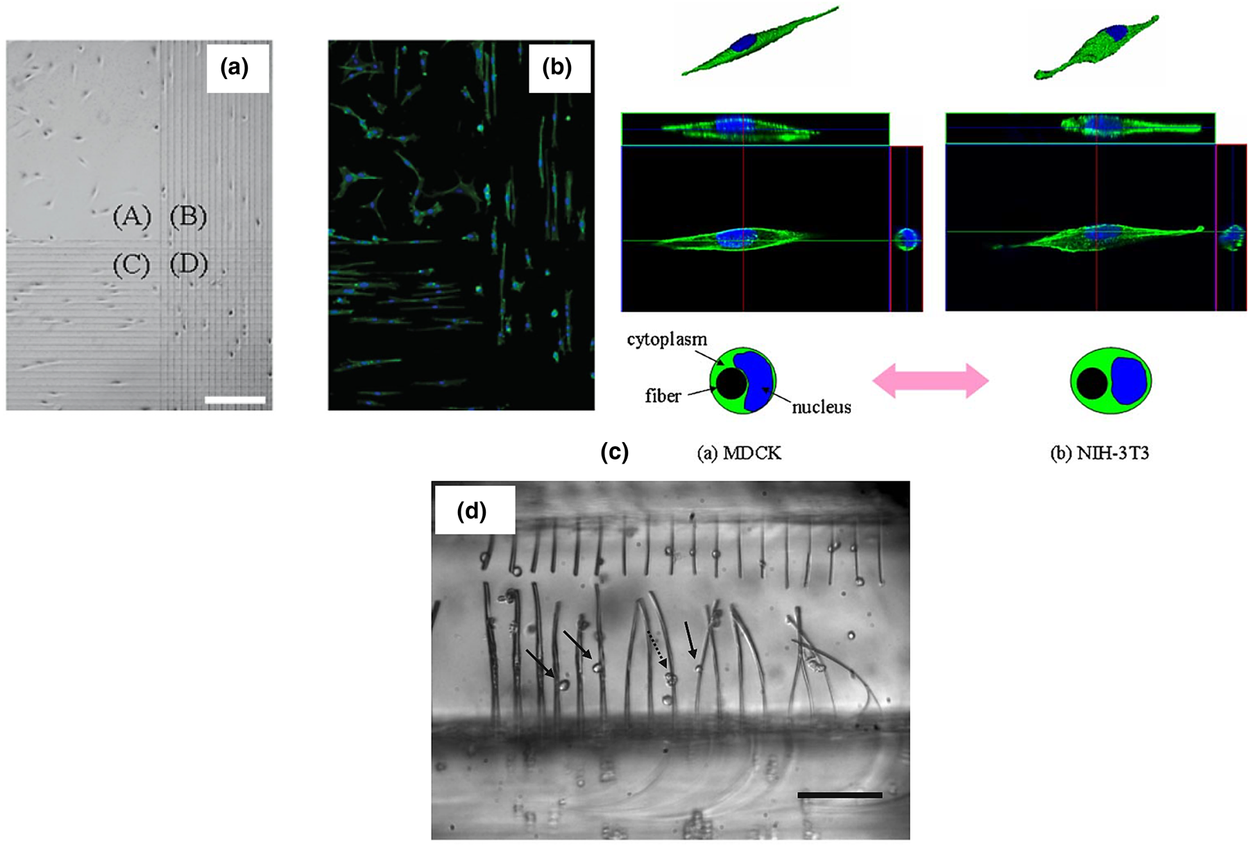 Architected mechanical designs in tissue engineering | MRS Communications |  Cambridge Core