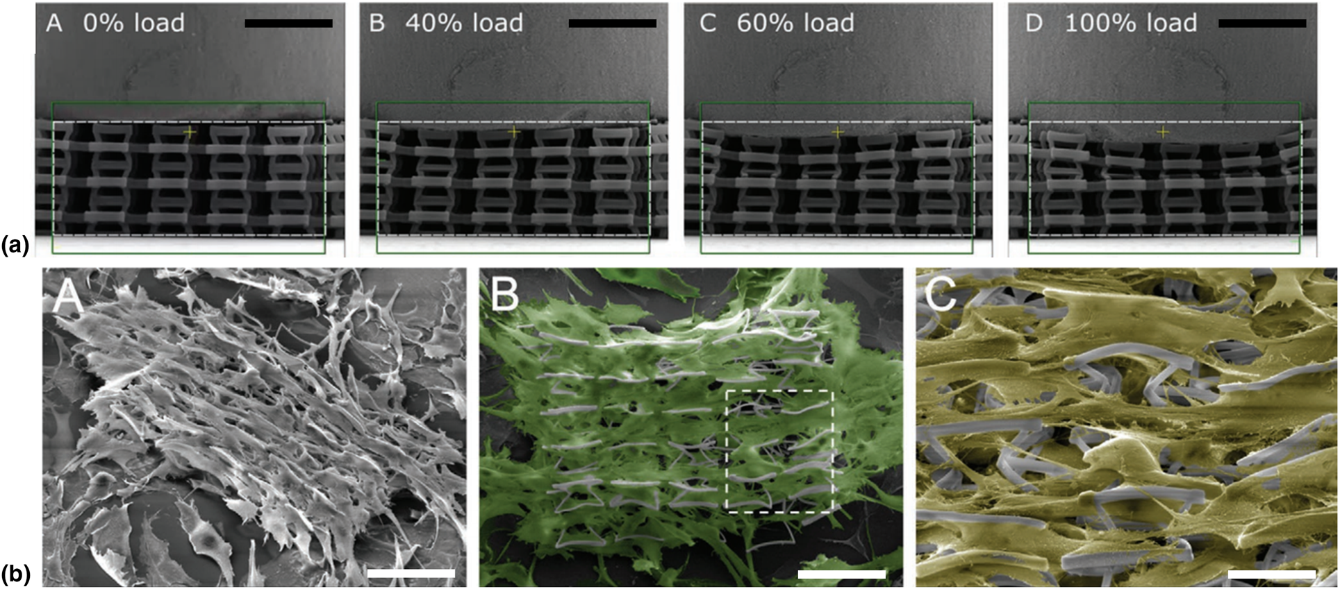 Architected mechanical designs in tissue engineering | MRS Communications |  Cambridge Core