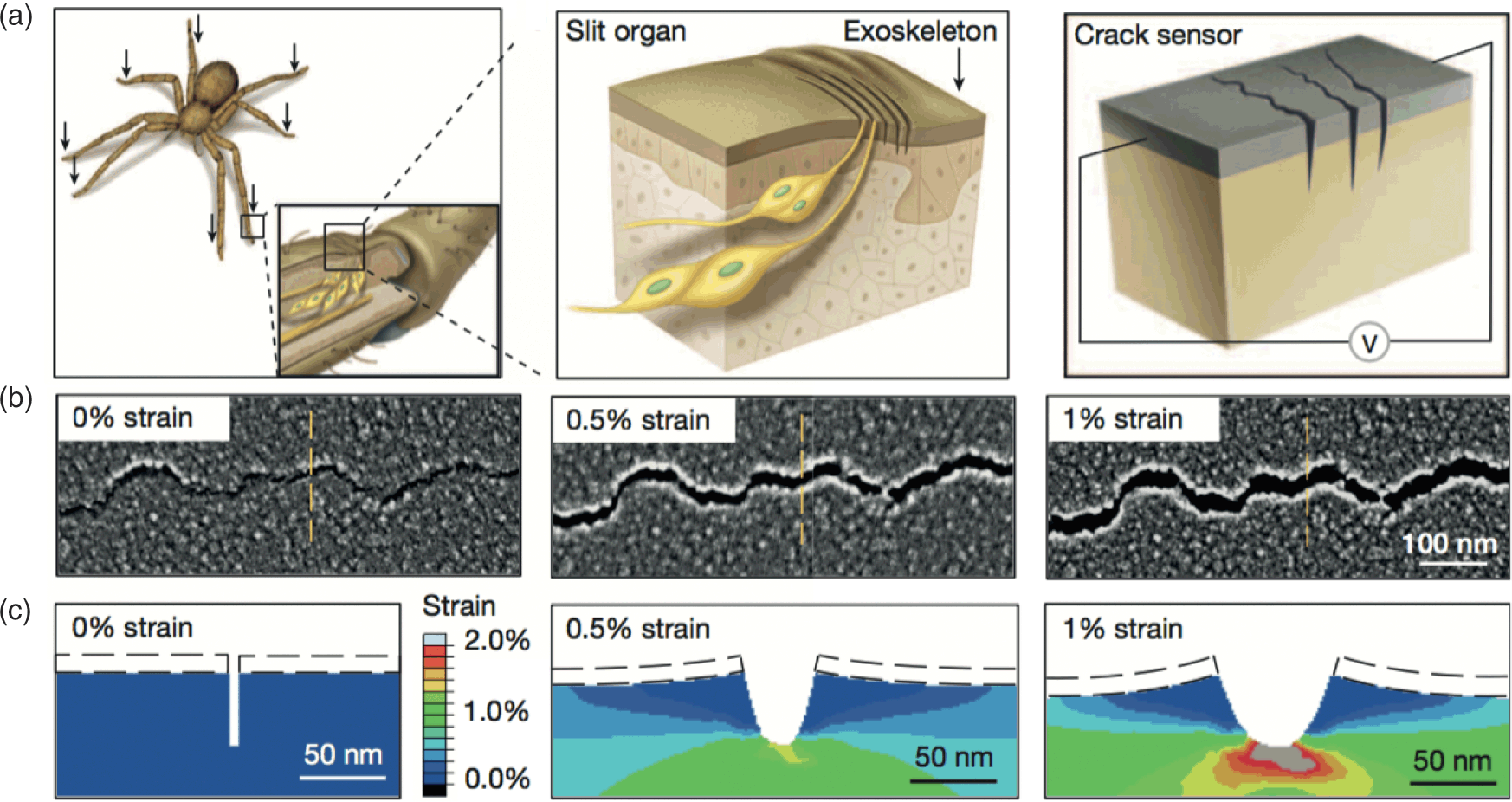 PDF) Strains in the exoskeleton of spiders