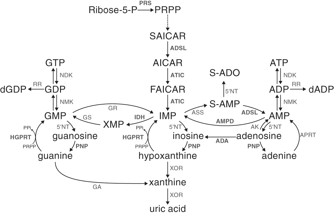 Purine Metabolism Defects The Movement Disorder Of Lesch Nyhan Disease Chapter 27 Movement Disorders And Inherited Metabolic Disorders