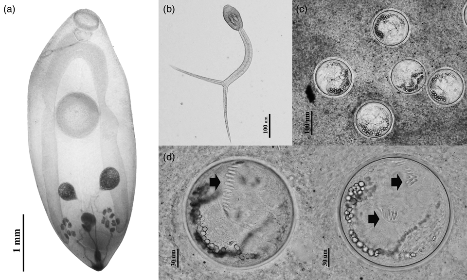 Snail-borne zoonotic trematodes in edible viviparid snails obtained ...