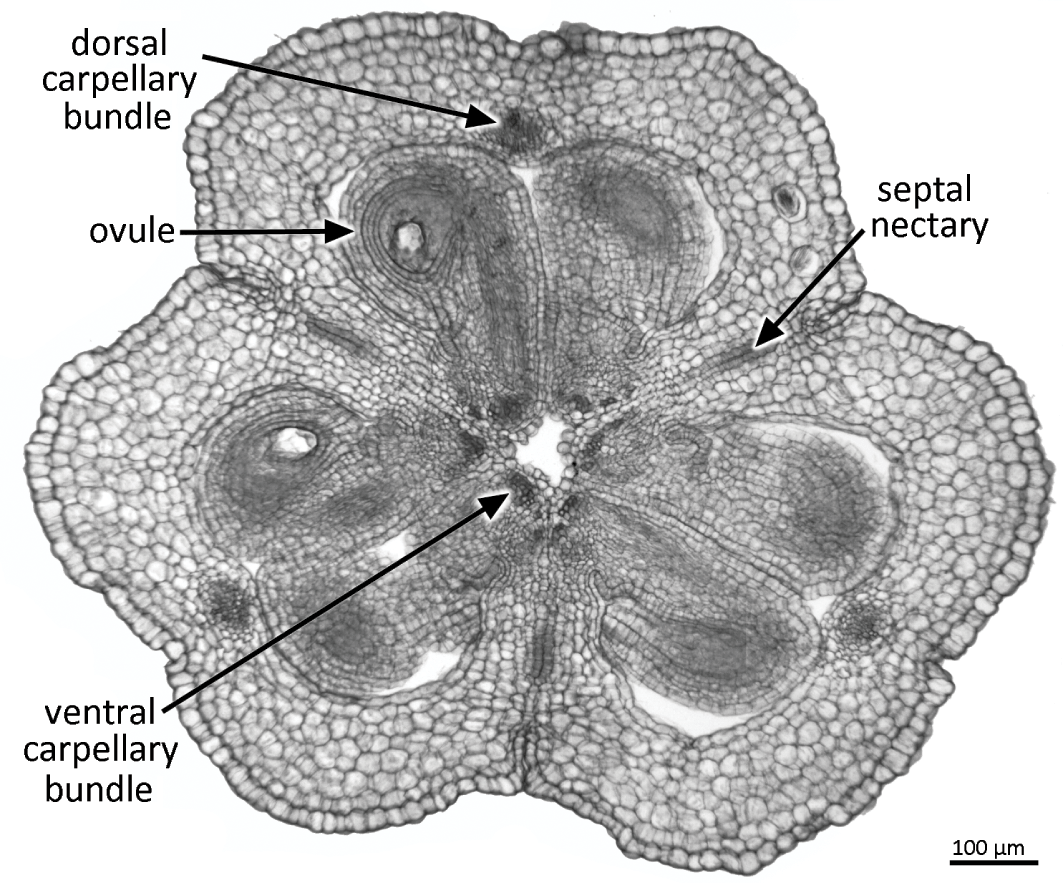 monocot flower cross section