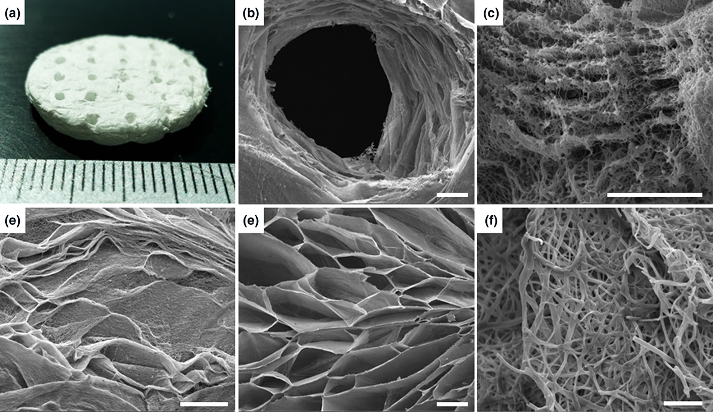 Three-dimensional Nanofiber Scaffolds With Arrayed Holes For ...