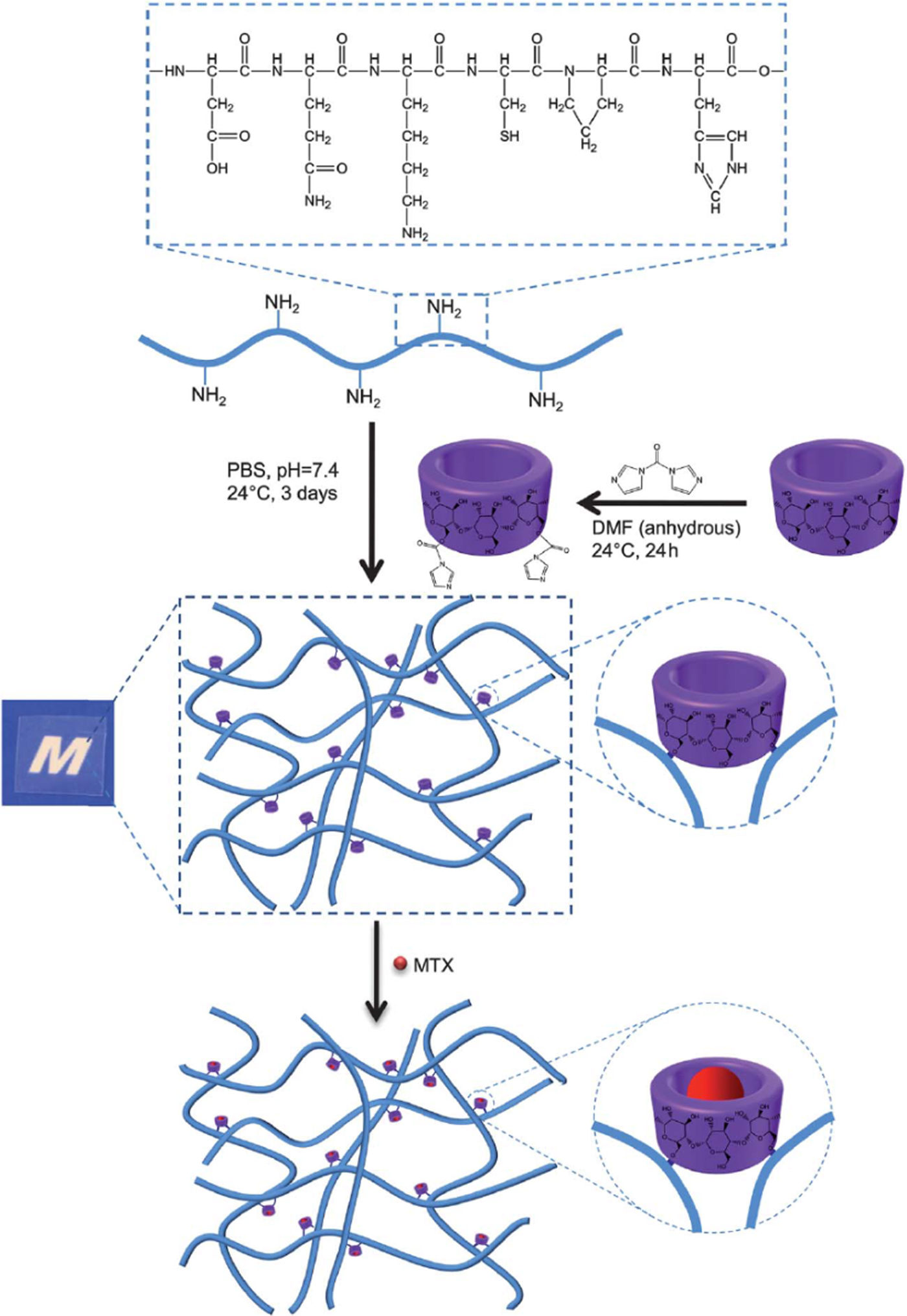 Gelatin-based hydrogels for biomedical applications | MRS 