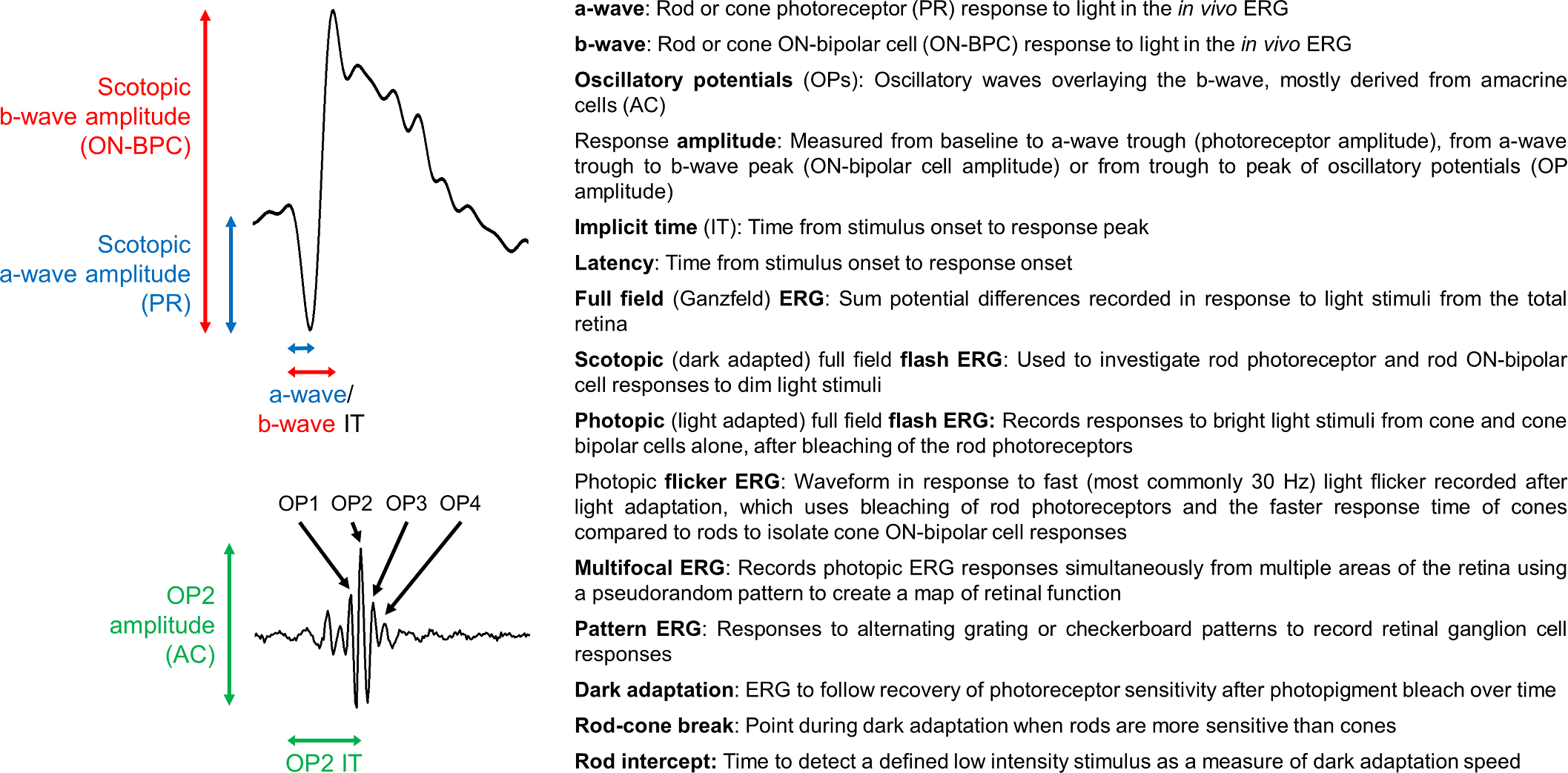 Diabetic Photoreceptors Mechanisms Underlying Changes In Structure And Function Visual Neuroscience Cambridge Core