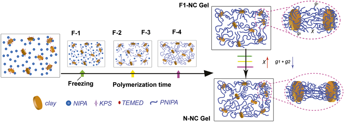 Gelation Mechanism of Poly(N-isopropylacrylamide)−Clay Nanocomposite Gels