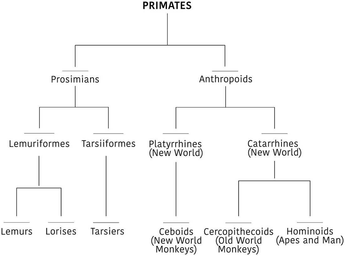 PPT - Human Evolution PowerPoint Presentation, free download - ID:3327154, image size:1102x818