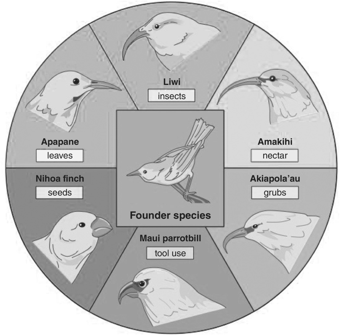 darwins finches adaptive radiation