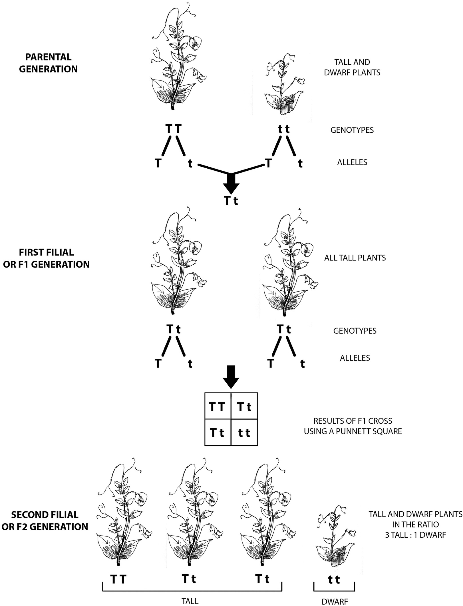 The Makeup Of An Organism Is Its Phenotype Genotype Pangenesis